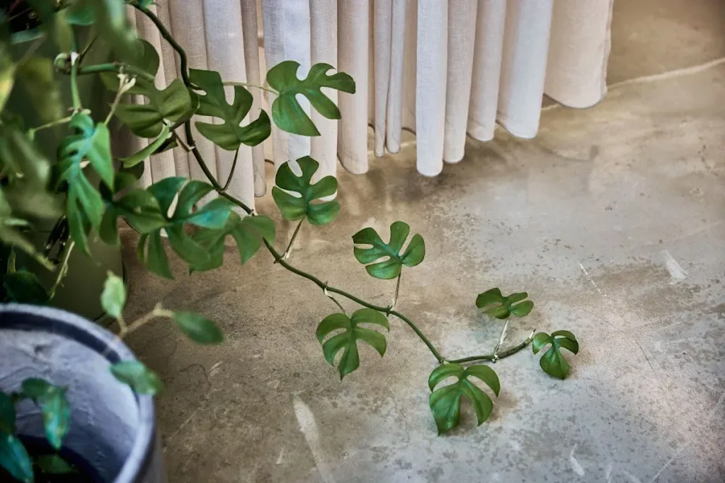 JISU — Hair salon in Melbourne